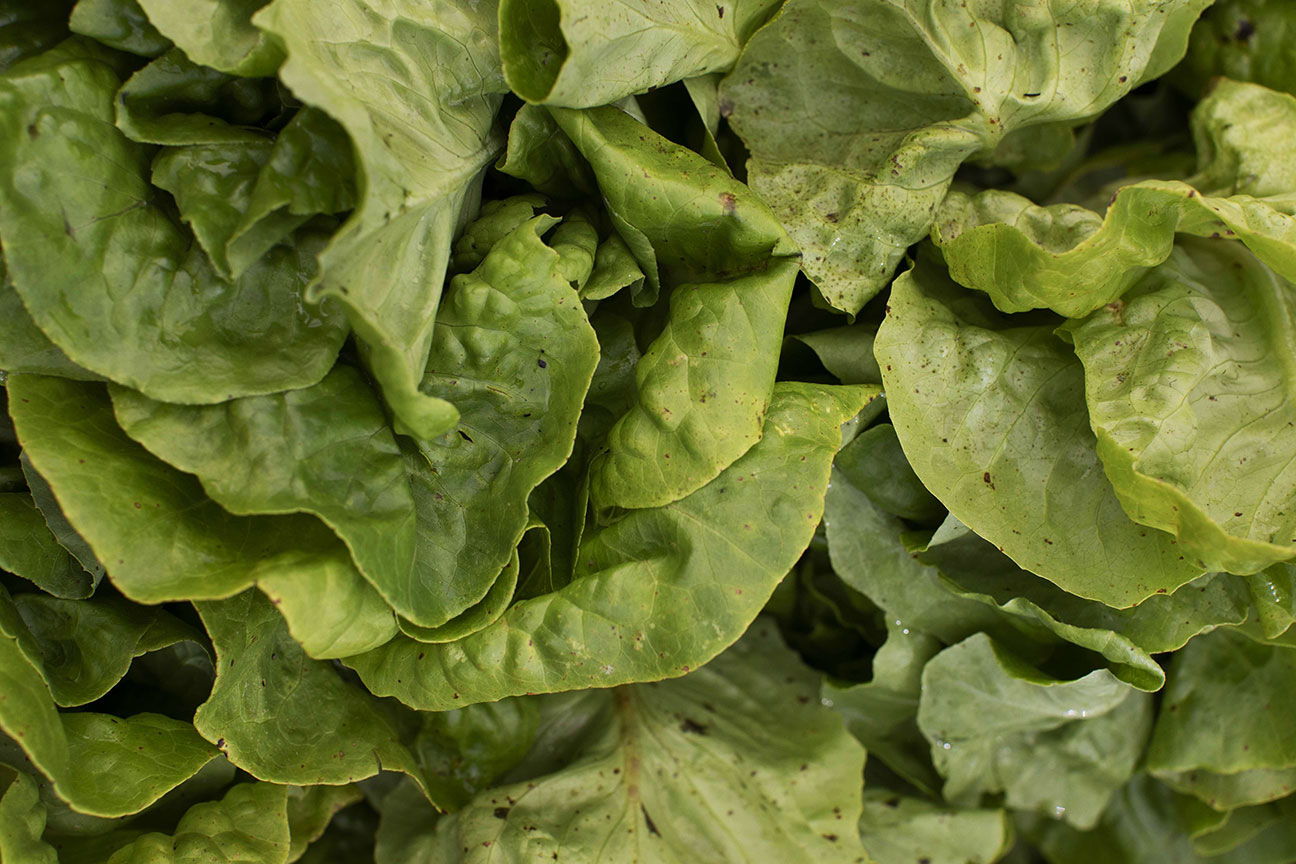 The Sakara Life Guide to Plant Protein